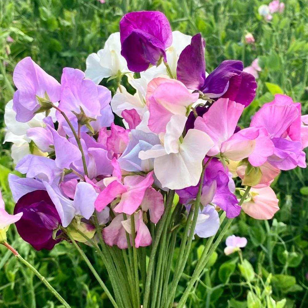 Sweet Pea Soap