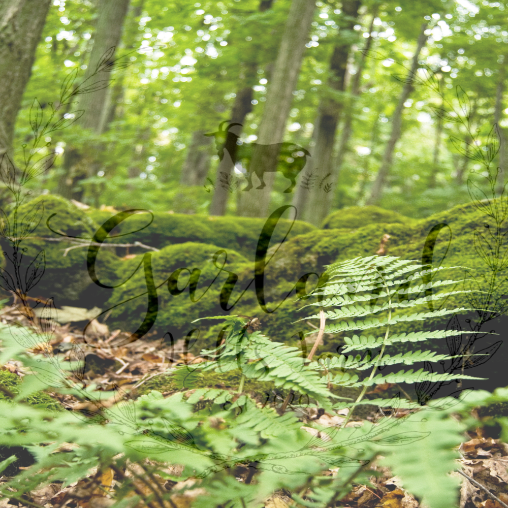 Rustic Woods Soap