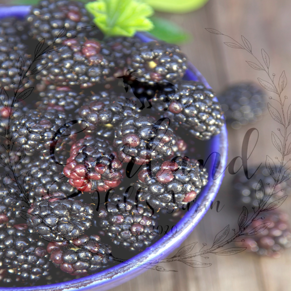 Black Raspberry Vanilla Charcoal Soap